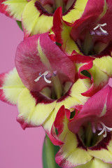 Inflorescence of gladiolus with colorful flowers isolated on pink background.