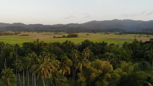 Fly over tropical palmtrees at sunset in countryside of the Philippines