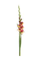 Inflorescence of gladiolus with colorful flowers isolated on white background.