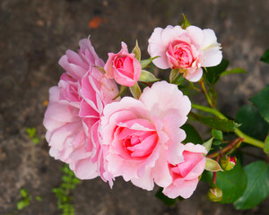 Pink rose floribunda flowers