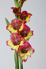 Fototapeta premium Inflorescence of gladiolus with colorful flowers isolated on gray background.