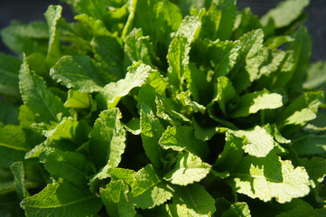 Leaves of primula bright green grass 