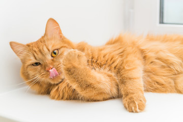 a pet ginger cat licking fur shows tongue