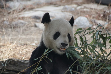 Fototapeta premium Giant Panda in Beijing, Eating Bamboo Leaves, China