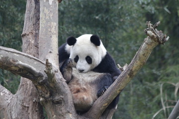 Fototapeta premium Funny Pose of Giant Panda on the Tree, China