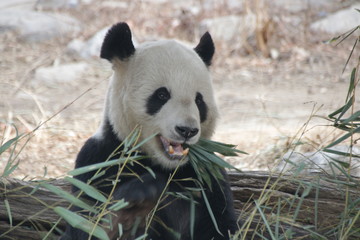 Fototapeta premium Male Panda in Beijing, china