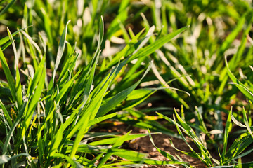 Young growth on field