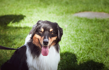 Аustralian shepherd at the show, Exhibition of dogs, portrait of a dog, space for text