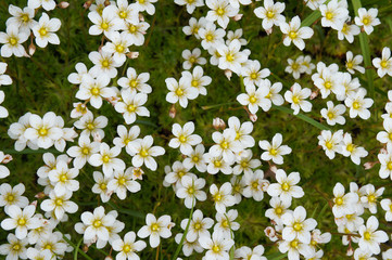 Tufted alpine saxifrage many white flowers