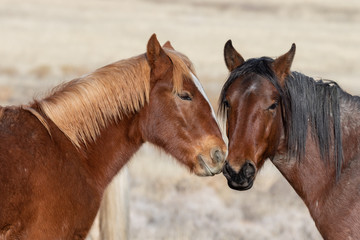 Fototapeta premium Pair of Beautiful Wild Horses in Utah