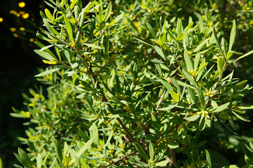 Myrica pensylvanica or northern bayberry green plant in sunlight