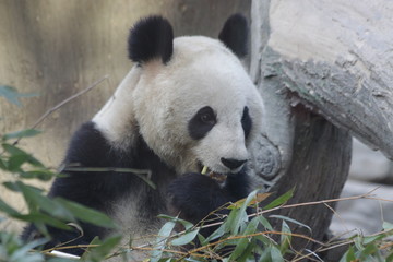 Fototapeta premium Ailuropoda melanoleuca,animal,black and white, china, conservation, creature, cub, cuddly, endangered,mammal,ursidae, wildlife, cute, nature, animal, bamboo, asian, wildlife, lovely, playful, beau