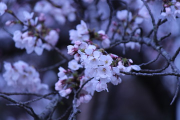 When the spring comes, we start to look forward to the Cherry blossom viewing （picnic party） in Japan.