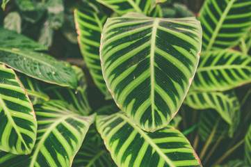Beautiful structured tropical leaves background, Stylish toned eco-friendly pattern