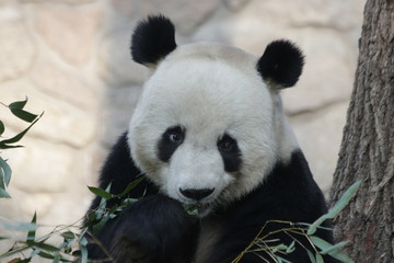 Ailuropoda melanoleuca,animal,black and white, china,  conservation, creature, cub, cuddly, ...