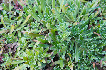 Green saxifraga hostii tausch plant 