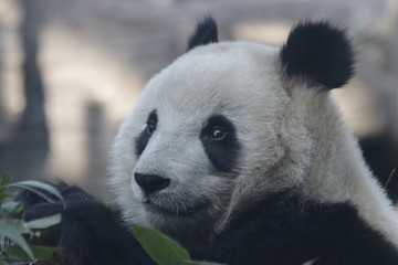 Fototapeta premium Bright Eyes of Giant Panda Name, Dian Dian, Beijing, China