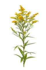 Twig of a blossoming goldenrod isolated on a white background. - obrazy, fototapety, plakaty