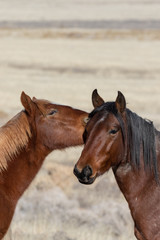 Pair of Beautiful Wild Horses in Utah