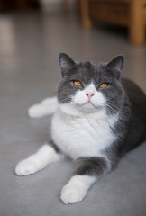 British short-haired cat lying on the ground