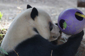Giant Panda Name, Meng Xiao, Beijing, China © foreverhappy