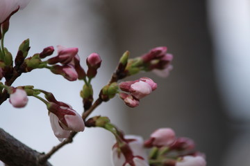 Japanese national flower cherry blossom