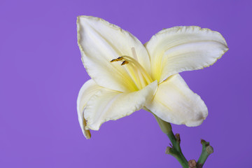 Fototapeta na wymiar Daylily yellow flower of daylily isolated on purple background.