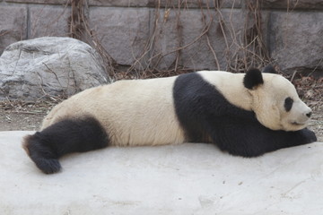 Obraz premium Sleeping Panda on the Ground, China