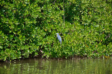 Fischreiher an der Laguna de Guanaroca, Cienfuegos, Kuba