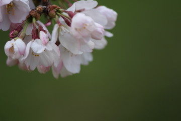 Fototapeta na wymiar Japanese national flower cherry blossom