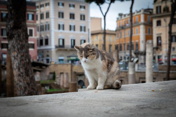 Chat des les rues de Rome en Italie
