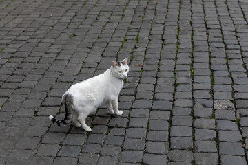 Chat des les rues de Rome en Italie