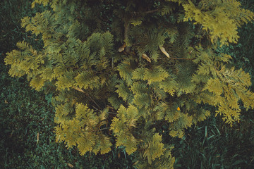green background with leaves