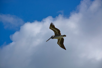 Pelikane an der Laguna de Guanaroca, Cienfuegos, Kuba