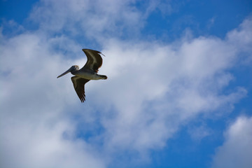 Pelikane an der Laguna de Guanaroca, Cienfuegos, Kuba