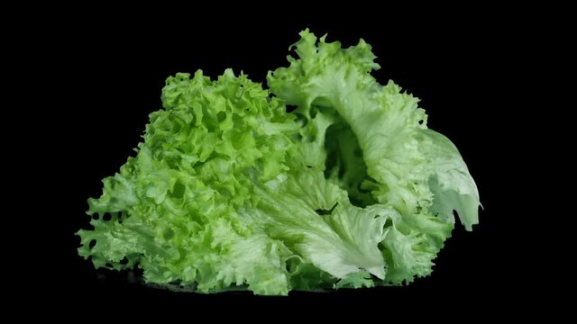 Fresh green lettuce leaves rotate on an isolated black background, ingredients for gourmet dishes, healthy food