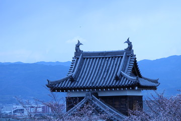 Obraz premium Japanese national flower cherry blossom