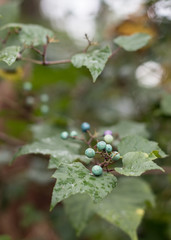 Porcelain berries bush in bloom 