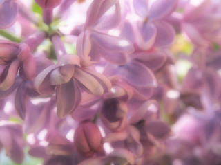 Obraz premium close-up of pale purple lilac flower in the spring
