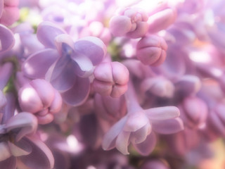 Obraz premium close-up of pale purple lilac flower in the spring