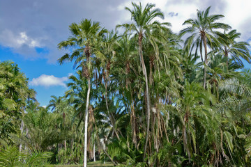 Obraz na płótnie Canvas Botanischer Garten, Cienfuegos, Kuba