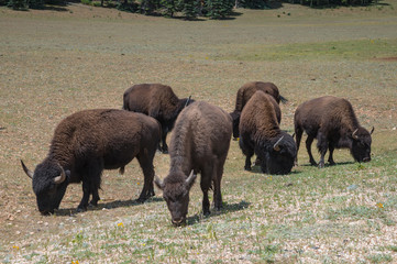 A herd of American Bison graze in a meadow near the North Rim of Grand Canyon National Park, Arizona, USA.