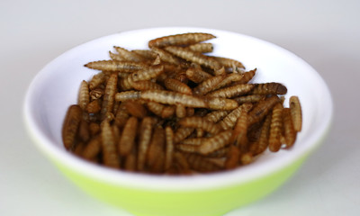 Dried caterpillars on white background for animal food.