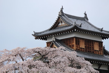 Naklejka premium Japanese national flower cherry blossom