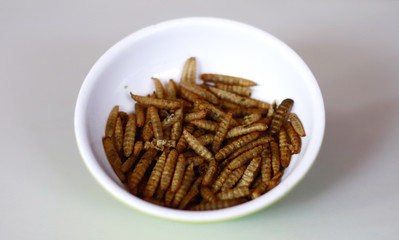Dried caterpillars on white background for animal food.