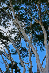 Botanischer Garten, Cienfuegos, Kuba