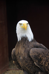 American bald eagle close up 