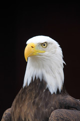 American bald eagle close up 