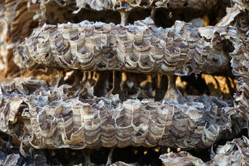view inside a huge hornets nest  Vespa crabro, with a population of about 1000 animals