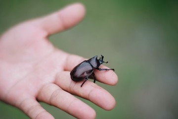 beetle on the finger